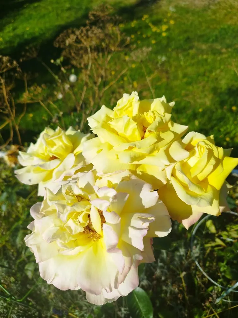 Чайная беседка