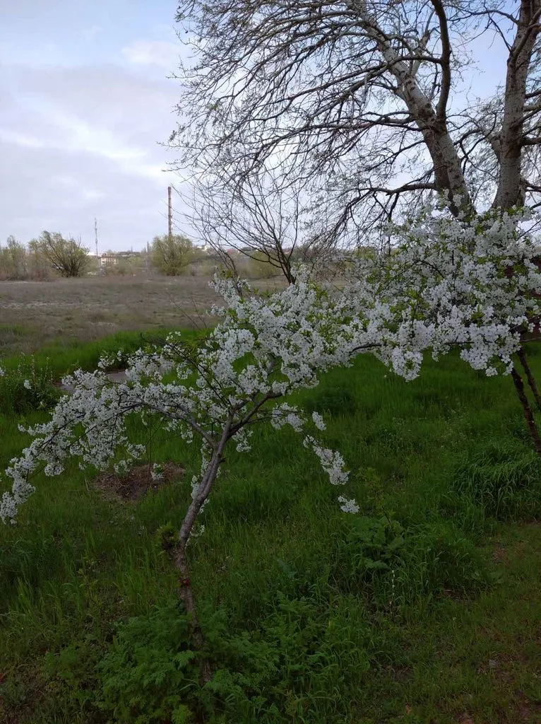 Чайная беседка