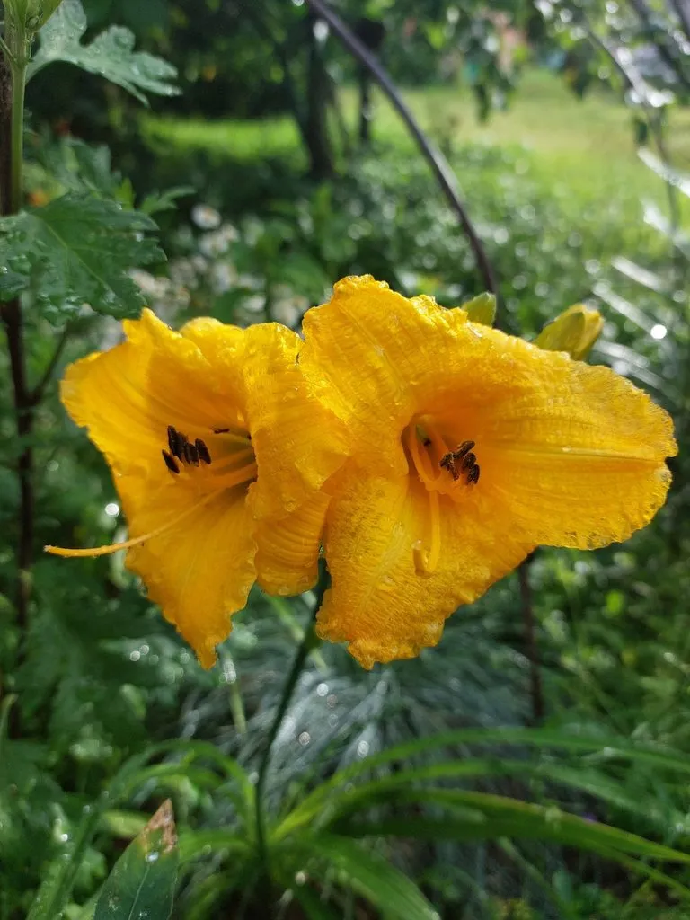 Флора