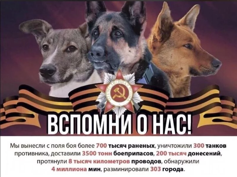 Человек собаке друг!!!