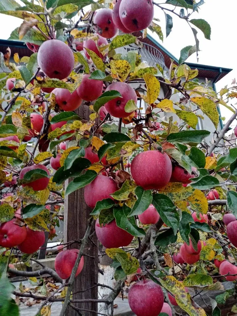 Чайная беседка