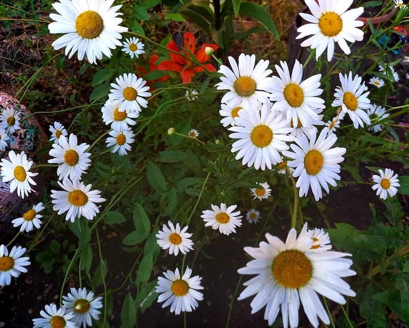 Фотонастроение