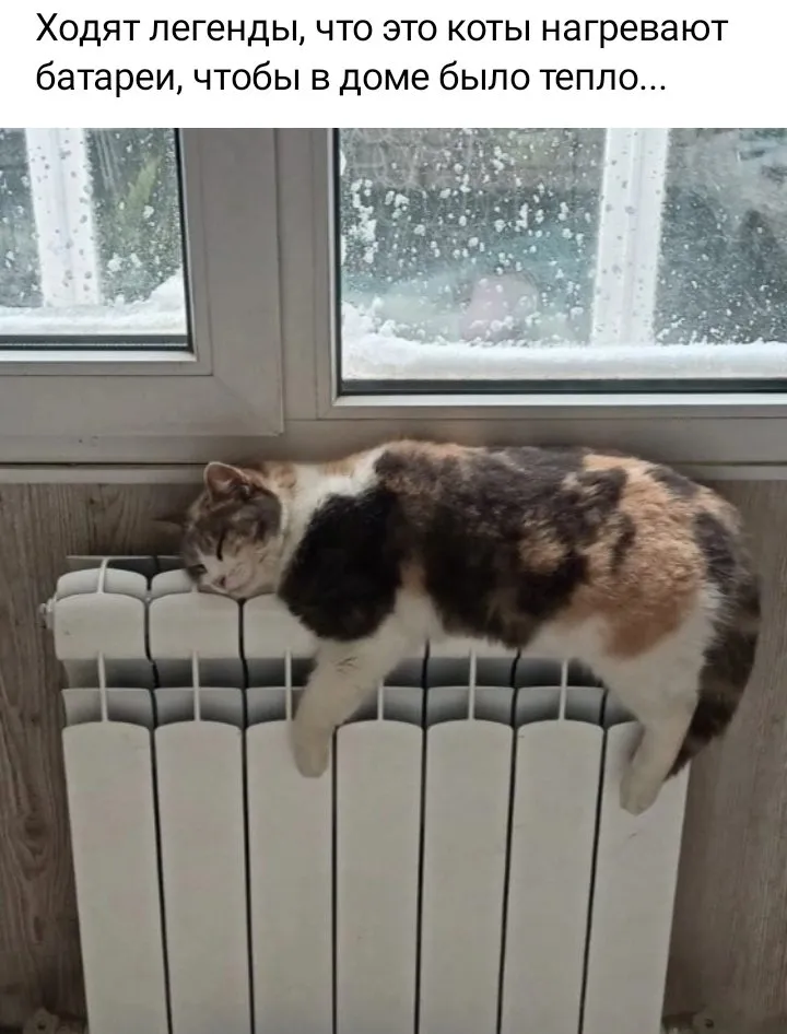 Кошичкина полиция