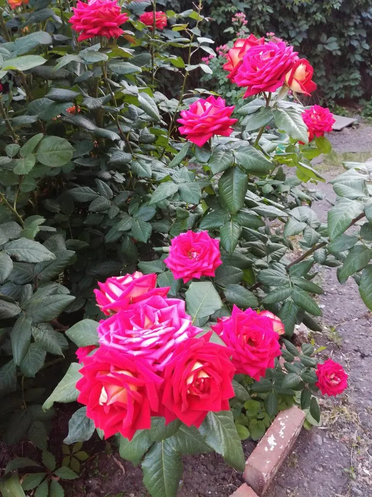 Чайная беседка