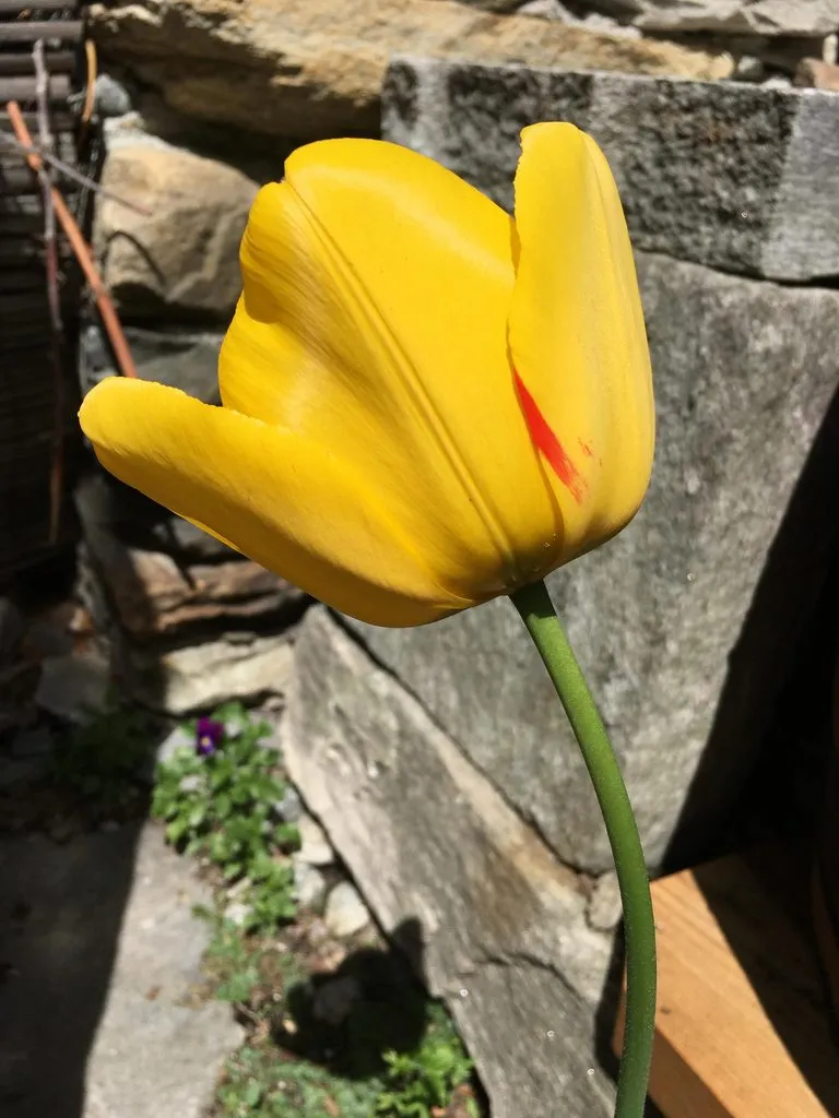 Чайная беседка