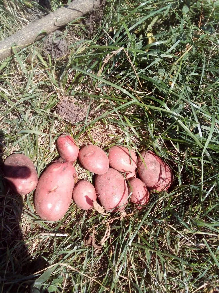 Чайная беседка