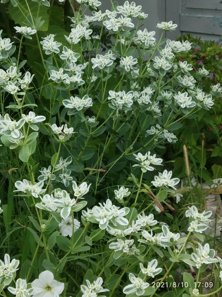 Чайная беседка