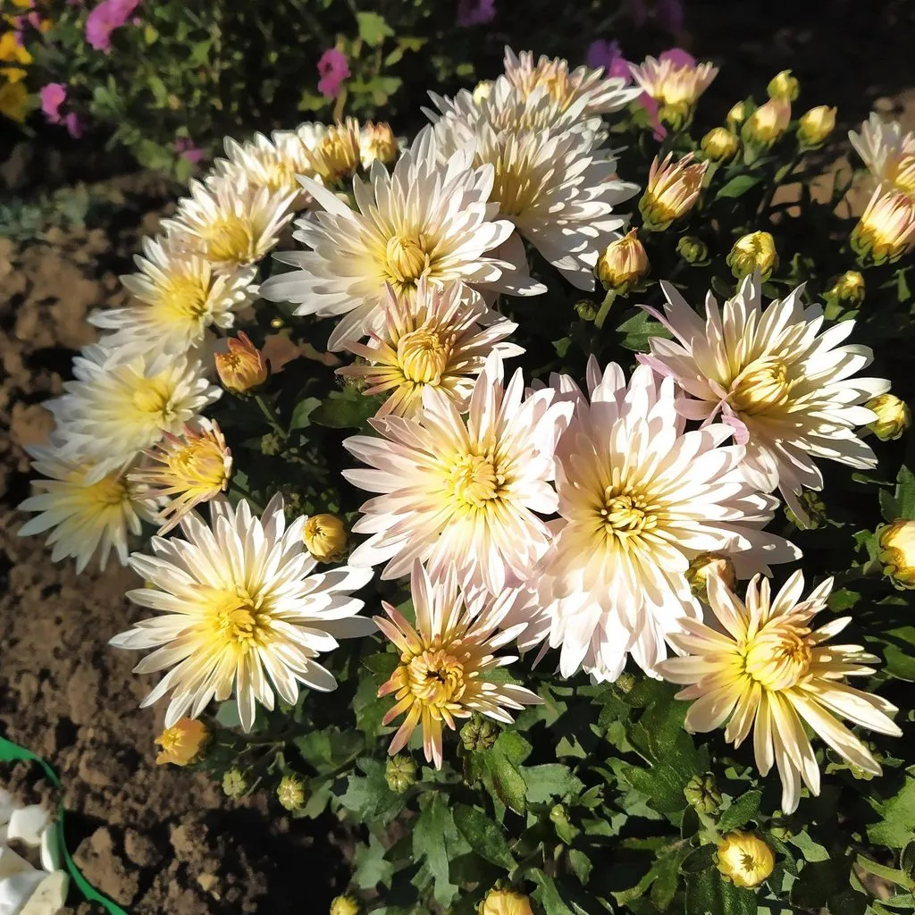 Чайная беседка