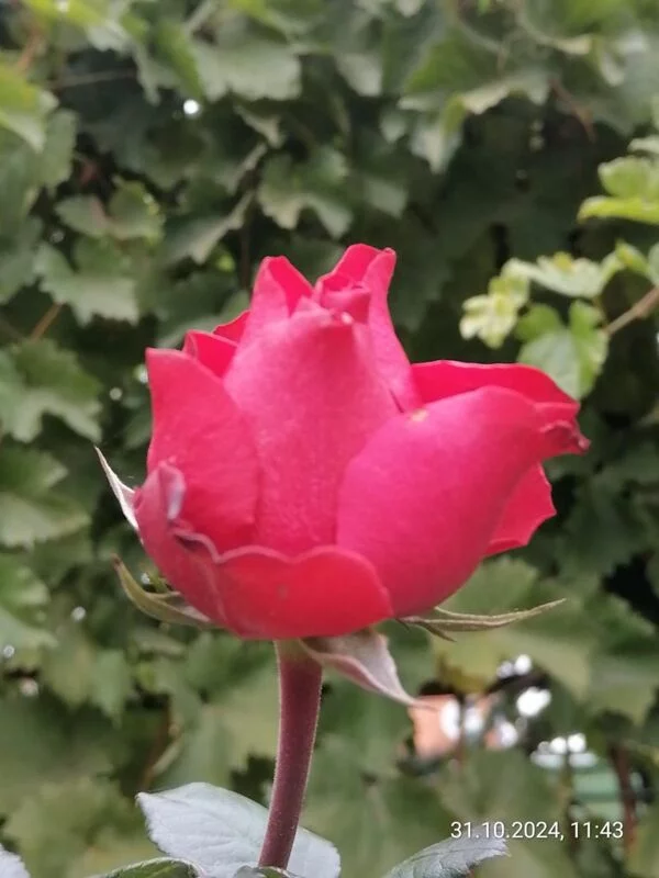 Чайная беседка