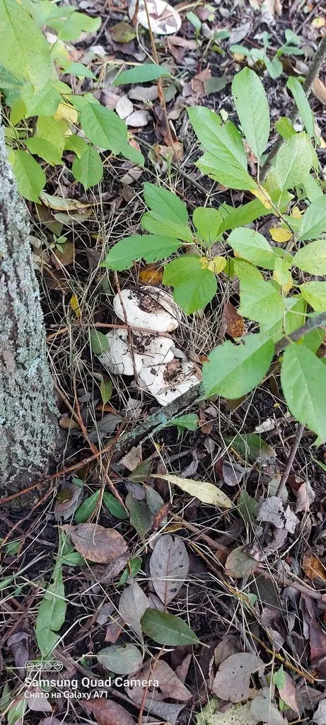 Чайная беседка