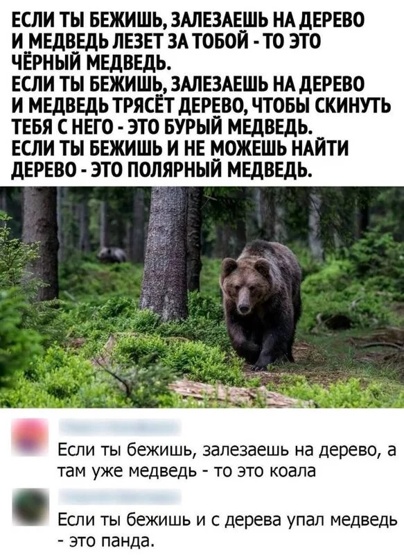 Эти забавные животные