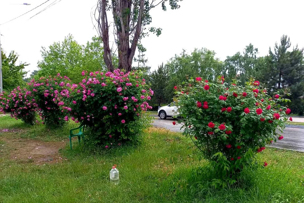 Чайная беседка