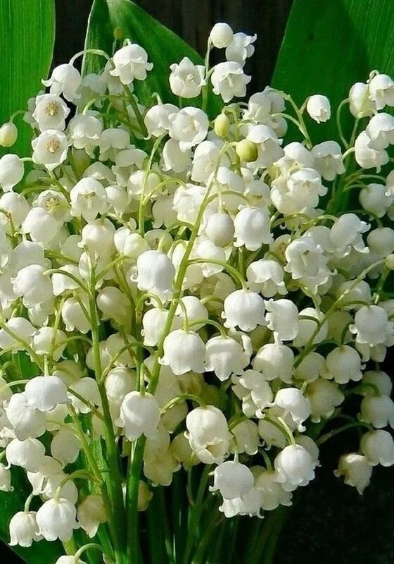 Кафе "У пани Сони"