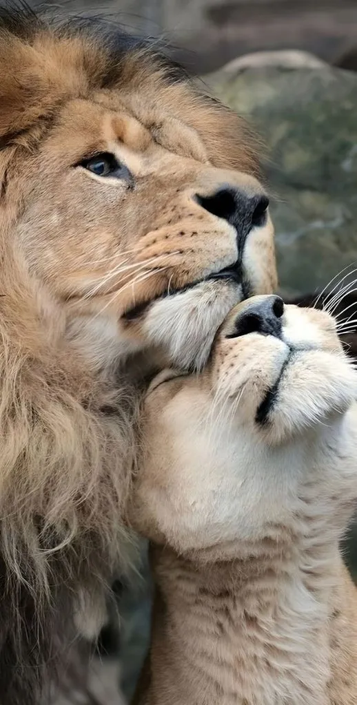 Эти забавные животные