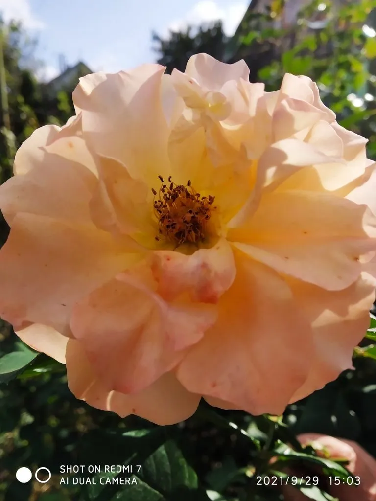 Чайная беседка