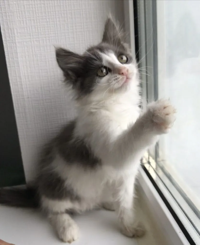 Помогите найти котятам дом!