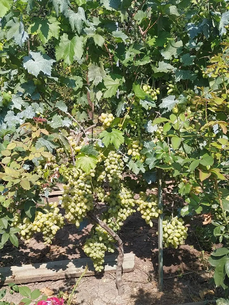 Чайная беседка