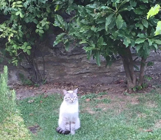 Чайная беседка