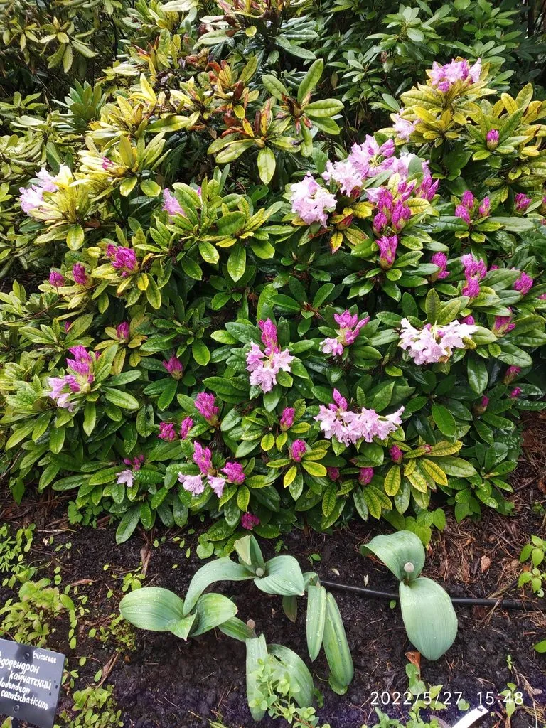 Чайная беседка