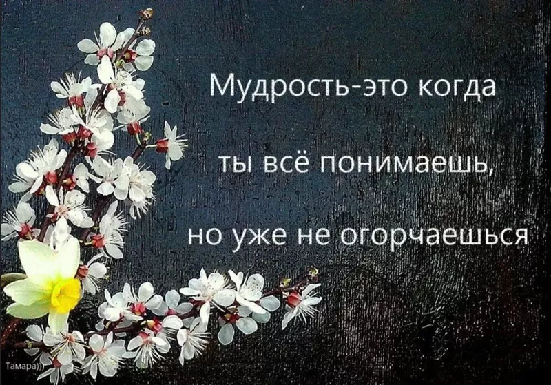 Лаконичная мудрость