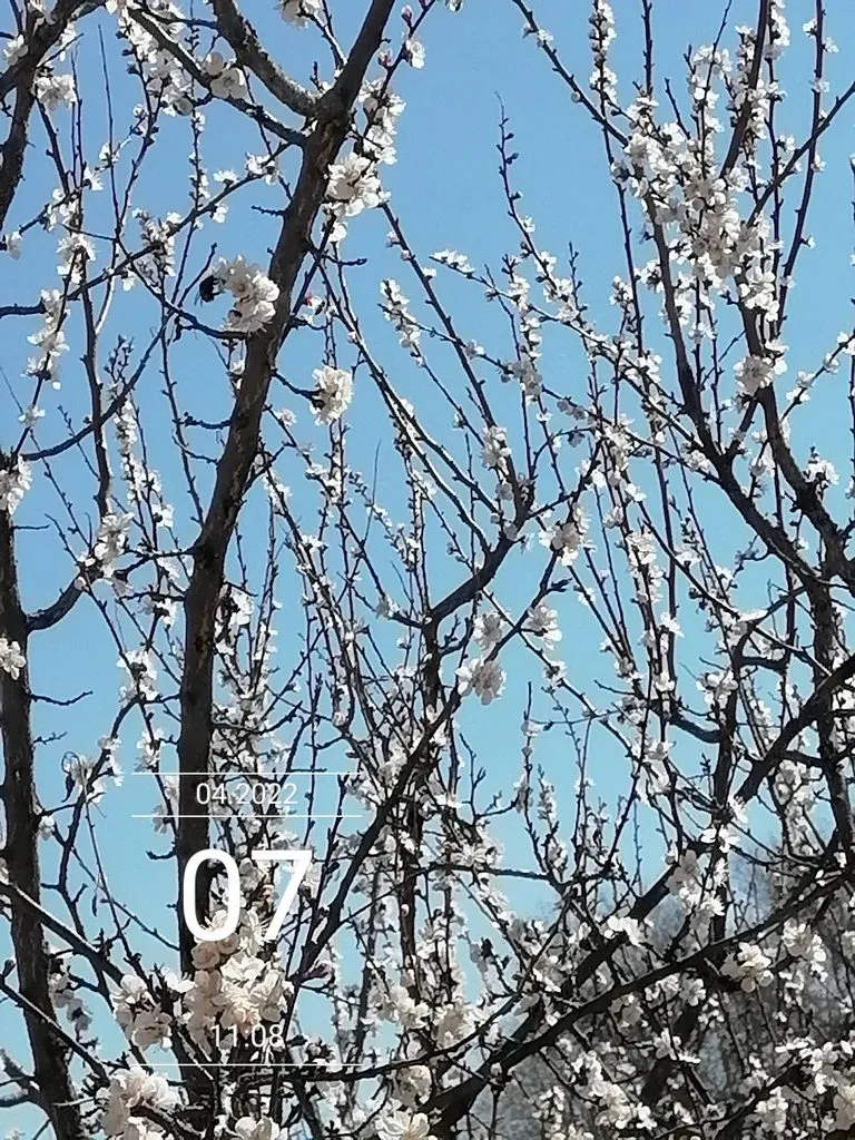 Чайная беседка