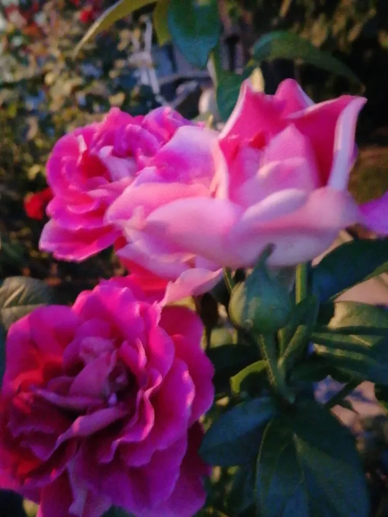 Чайная беседка