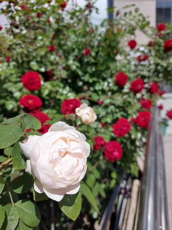 Чайная беседка