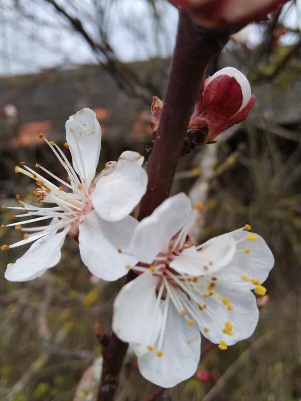 Чайная беседка