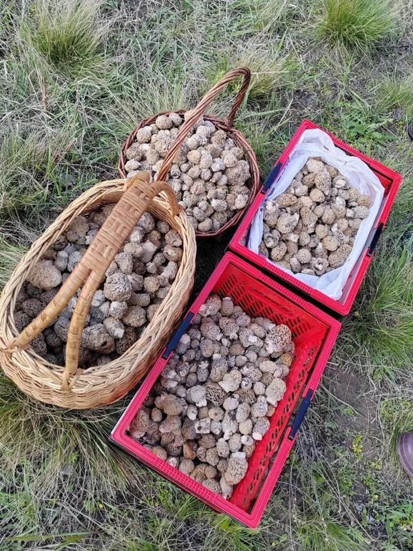По грибы с лукошком