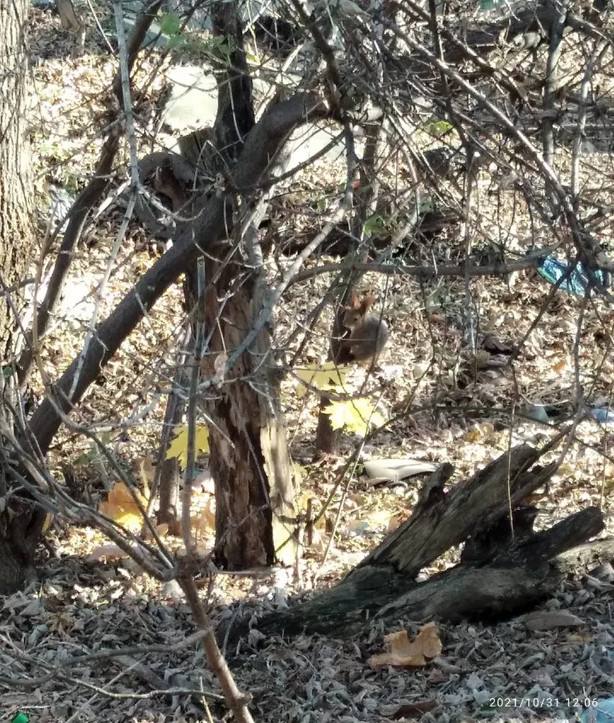 Tapтaлeтки & Ко