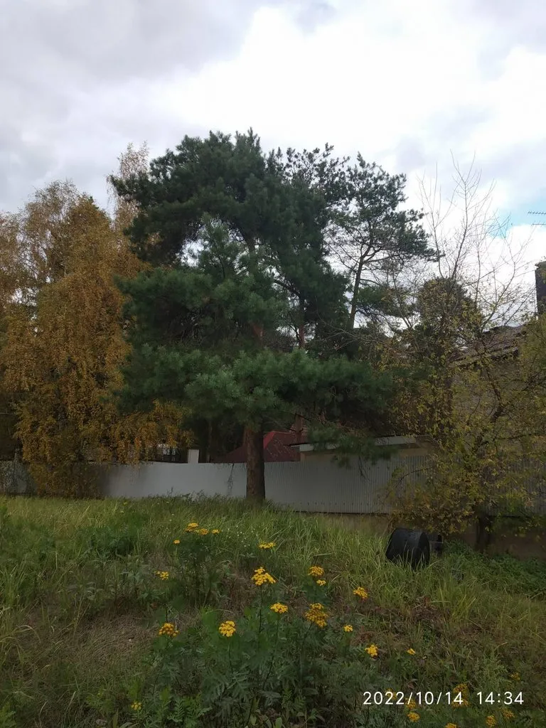 Чайная беседка