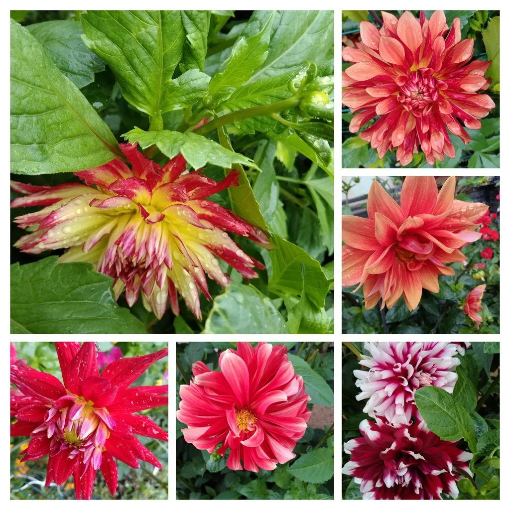 Чайная беседка