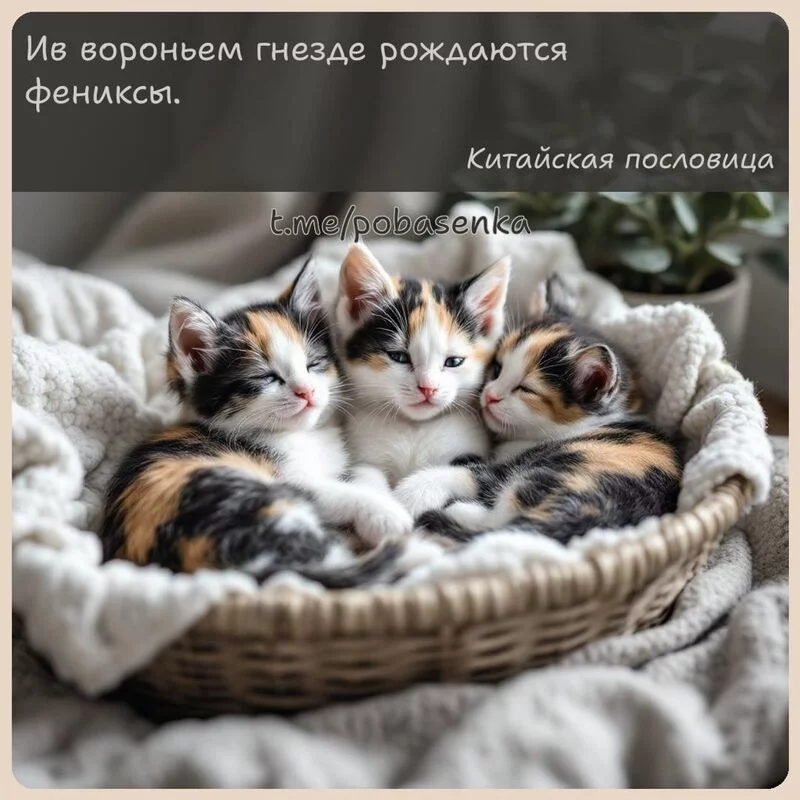 «Ив вороньем гнезде рождаются...» height="550" width="550"