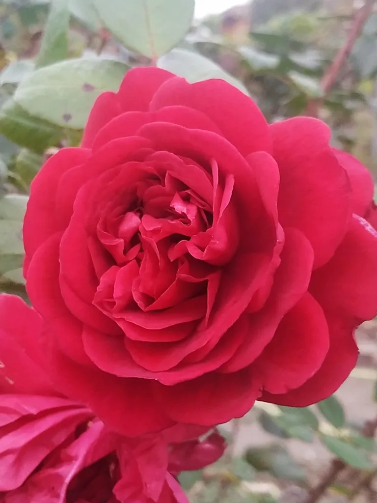 Чайная беседка