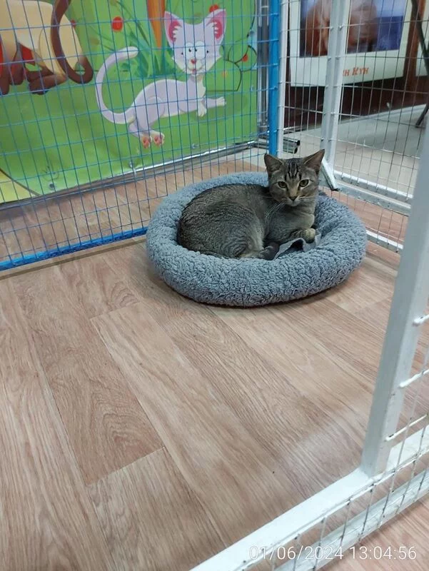 Чайная беседка