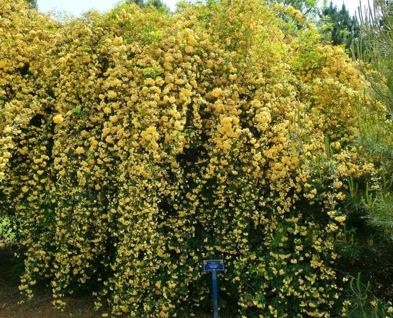 Чайная беседка