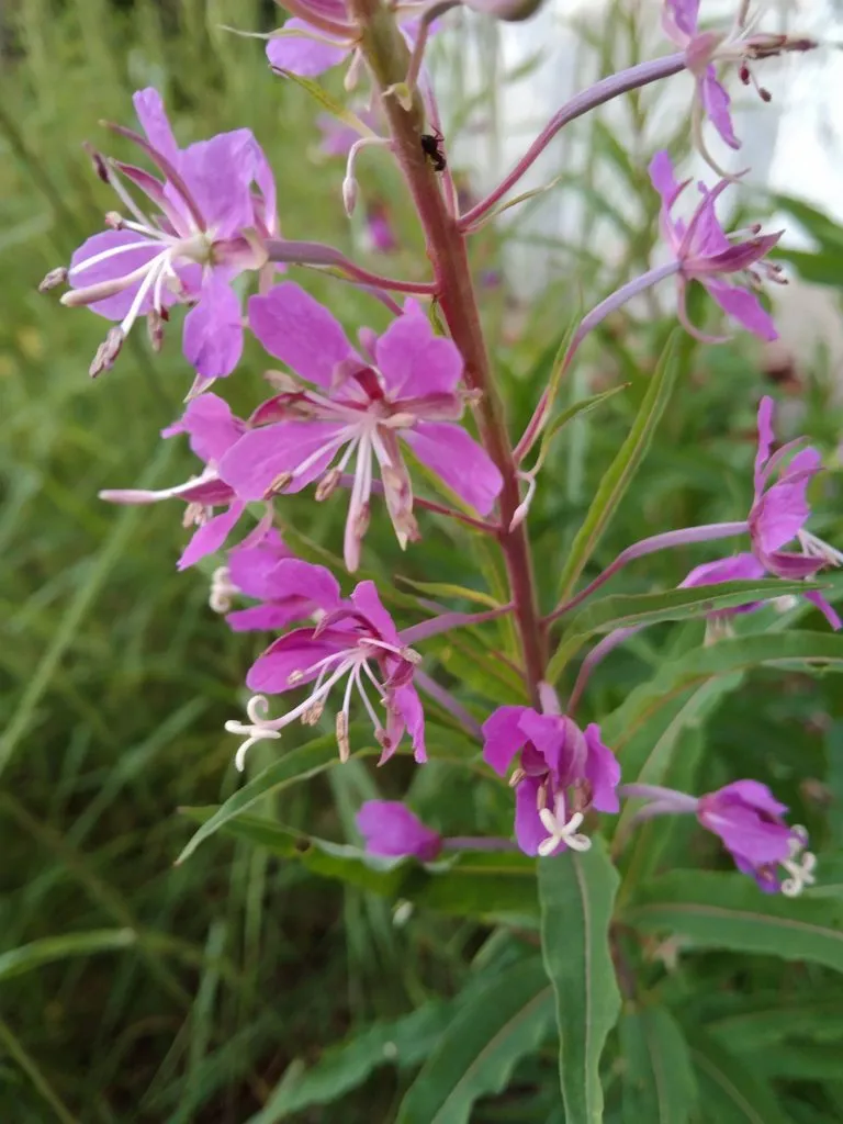 Чайная беседка