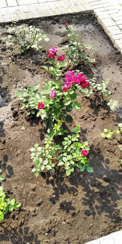 Tapтaлeтки & Ко