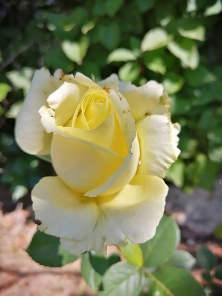 Чайная беседка