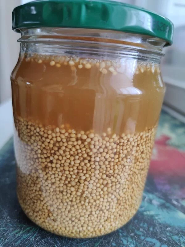 Зернистая горчица