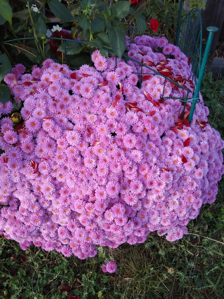 Чайная беседка