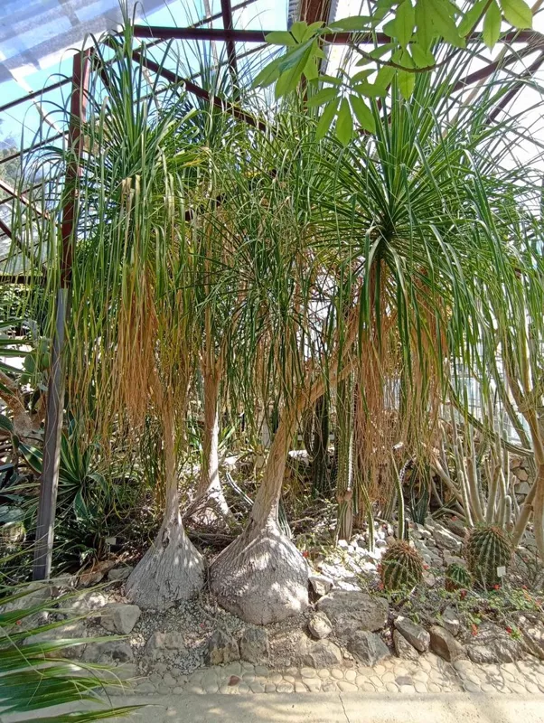Флора