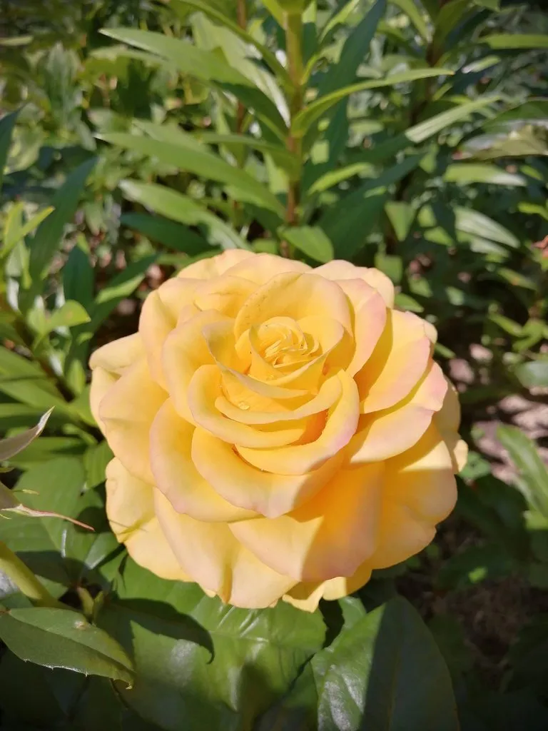 Чайная беседка