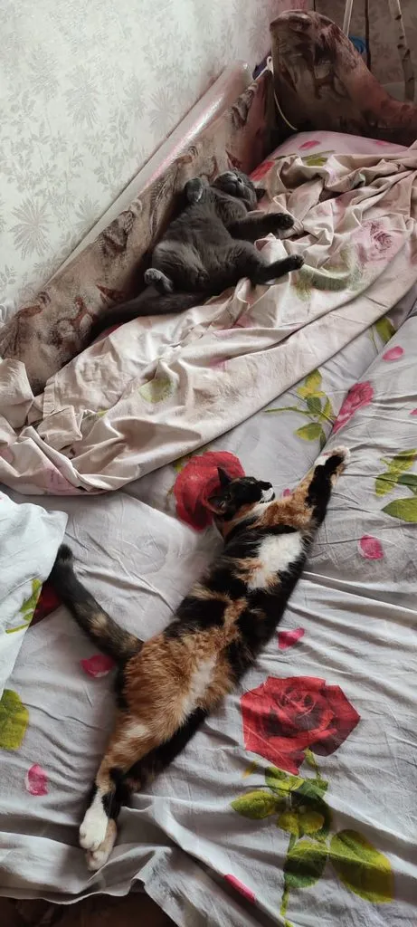 Tapтaлeтки & Ко