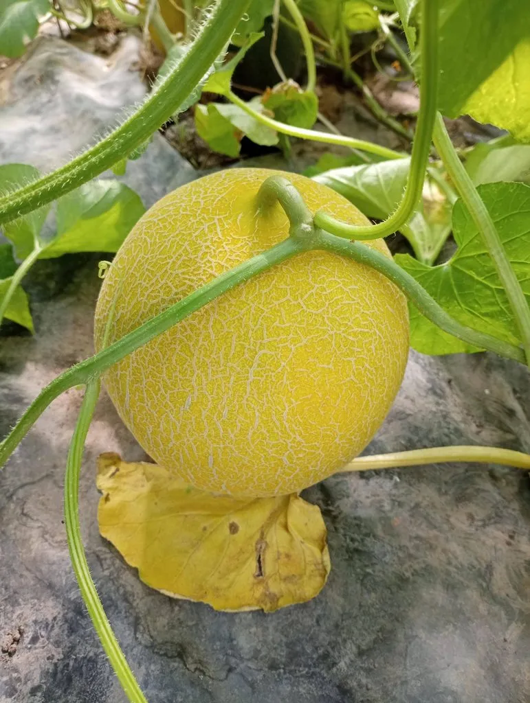 Флора