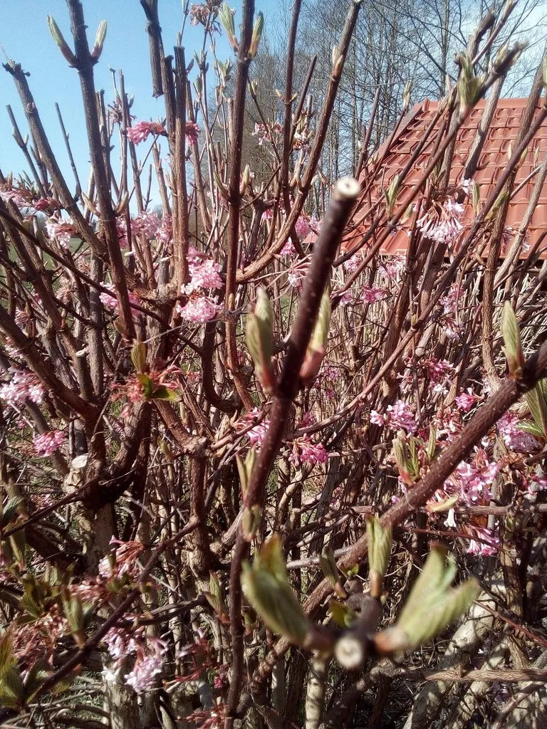 Tapтaлeтки & Ко