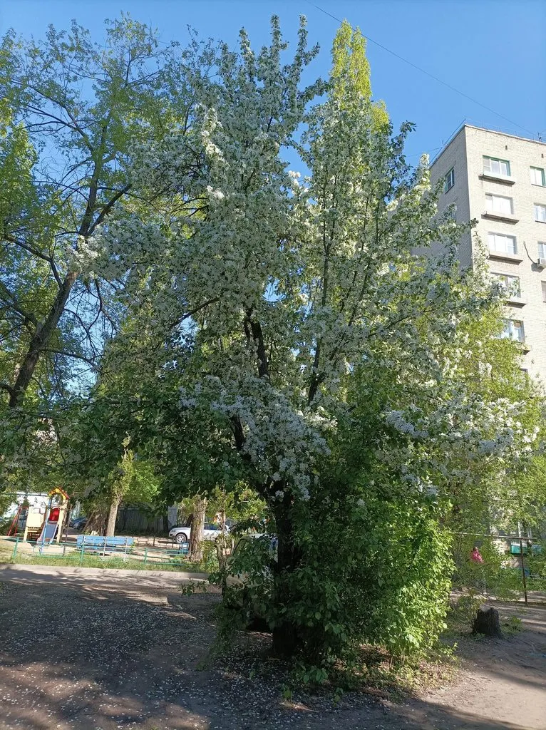 Чайная беседка