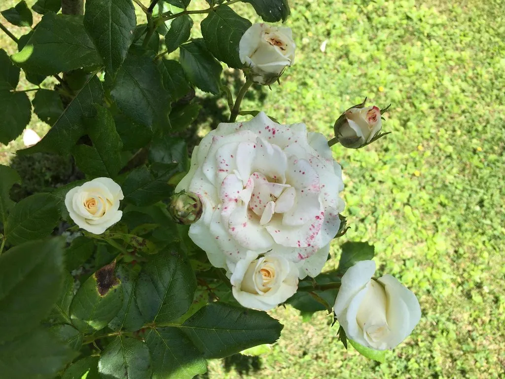 Чайная беседка