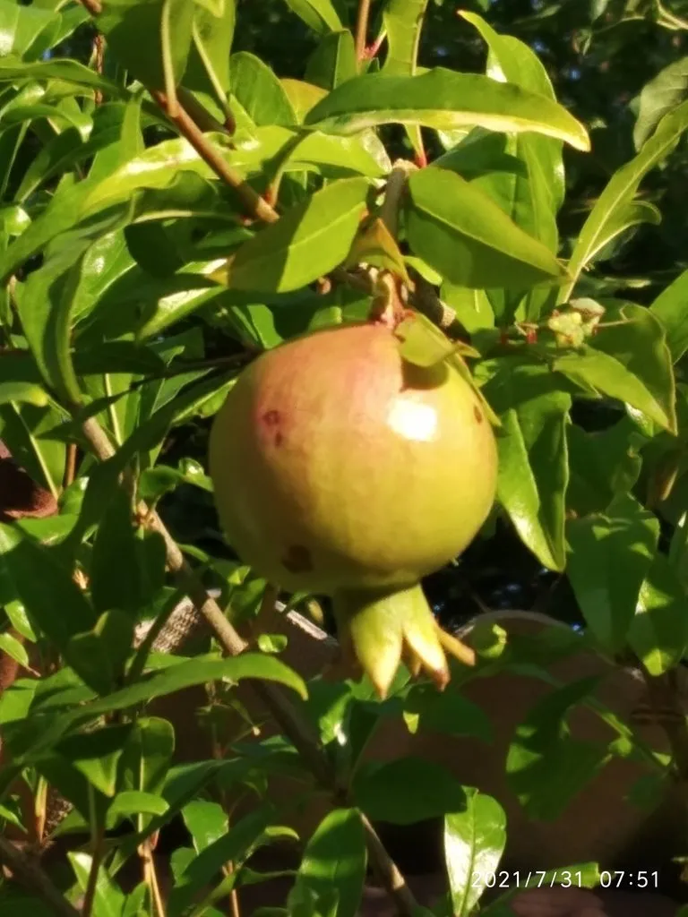 Чайная беседка