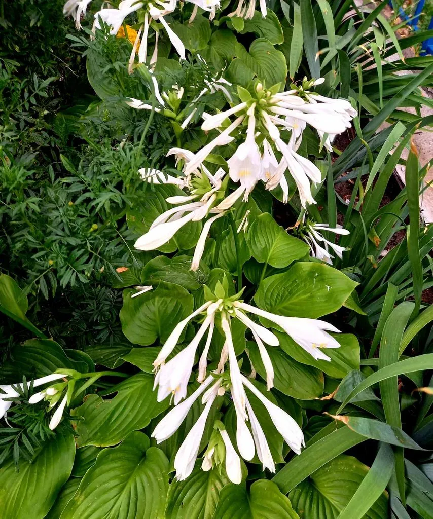 Чайная беседка